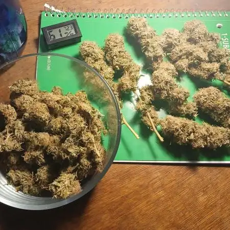 Outdoor OG KUSH