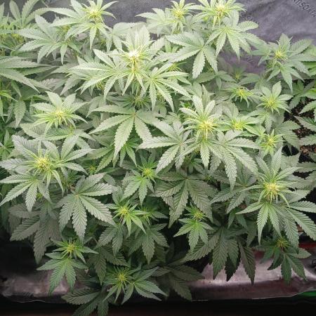 E.T. Munchies Mephisto Genetics