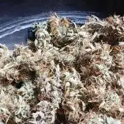 Jealousy Auto Zamnesia