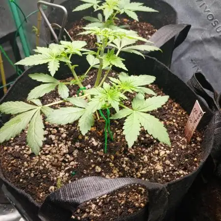 Royal Haze Auto RQS