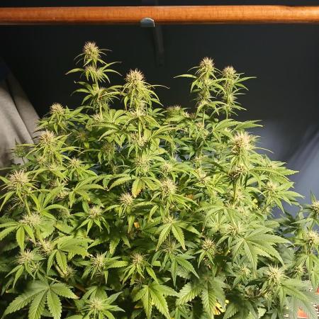 E.T. Munchies Mephisto Genetics