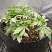 E.T. Munchies Mephisto Genetics