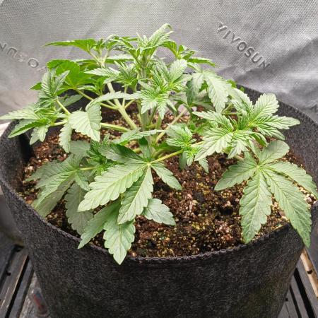 E.T. Munchies Mephisto Genetics