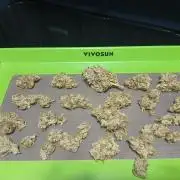 Puppy Love Mephisto Genetics