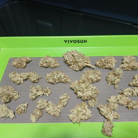 Puppy Love Mephisto Genetics