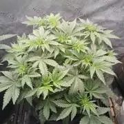 E.T. Munchies Mephisto Genetics