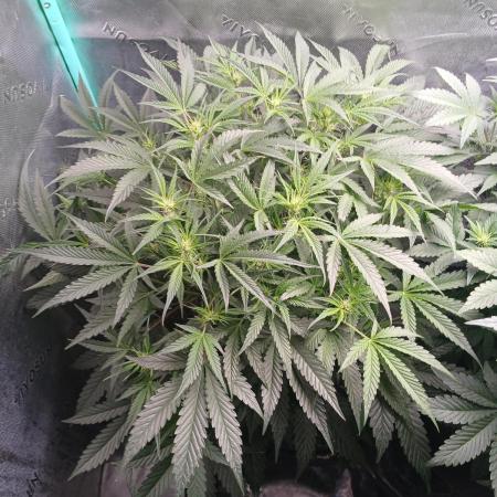 Rainbow Sherbet Zamnesia