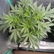 Rainbow Sherbet Zamnesia