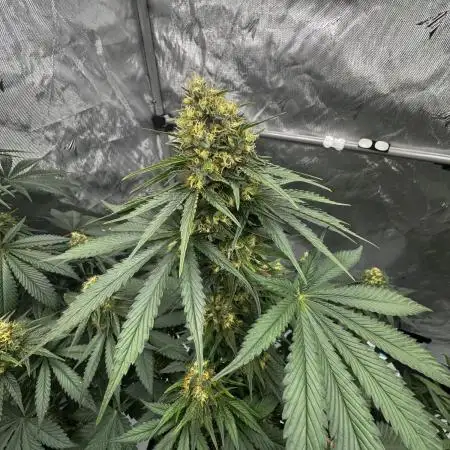 Raspberry Run