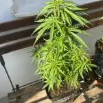 Kerala Chellakutti