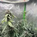 Dark Devil & Black Cream Auto