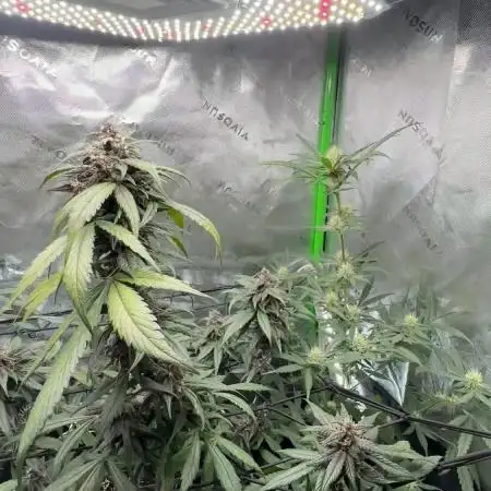 Dark Devil & Black Cream Auto