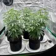 Twenty20 Mendocino - Snowday