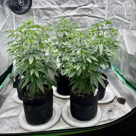 Twenty20 Mendocino - Snowday