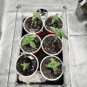 Twenty20 Mendocino - Snowday