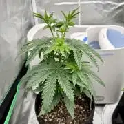 Twenty20 Mendocino - Snowday