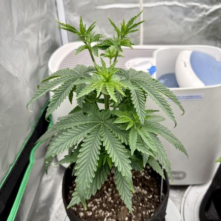 Twenty20 Mendocino - Snowday