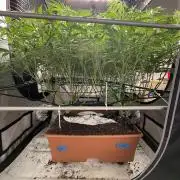 Twenty20 Mendocino - Snowday