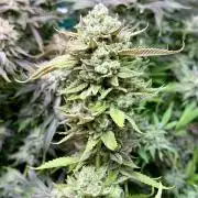 Twenty20 Mendocino - Snowday