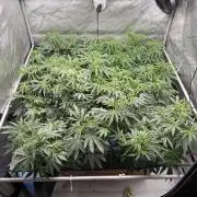 Twenty20 Mendocino - Snowday