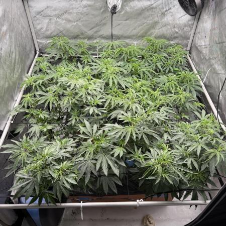 Twenty20 Mendocino - Snowday