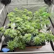 Twenty20 Mendocino - Snowday