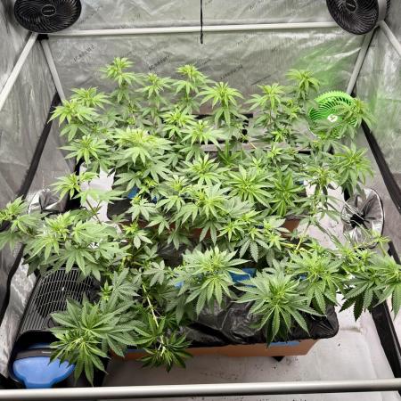 Twenty20 Mendocino - Snowday