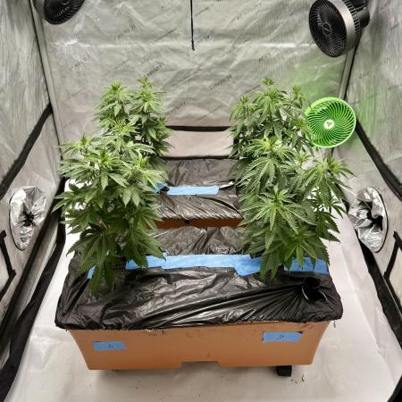 Twenty20 Mendocino - Snowday