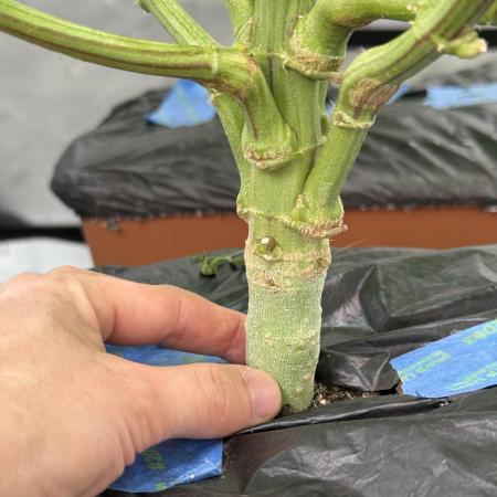 Twenty20 Mendocino - Snowday