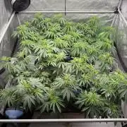 Twenty20 Mendocino - Snowday