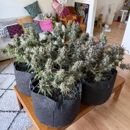 Irie Genetics - Afterglow in Living Soil