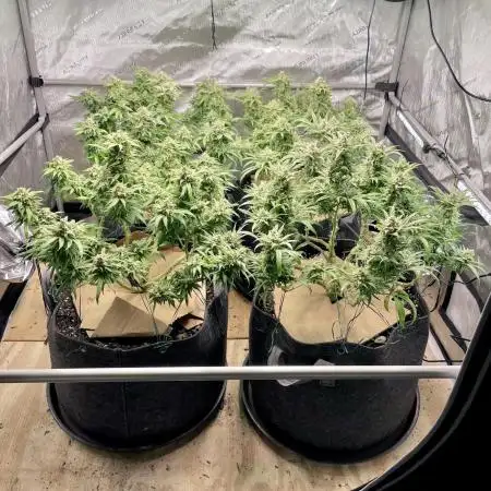 Irie Genetics - Afterglow in Living Soil