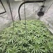 Twenty20 Mendocino - Snowday