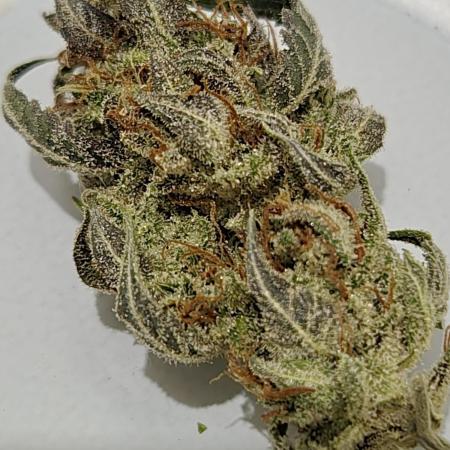 First grow ever Fastbuds Mixed auto pack
