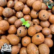 HB Dunkin'z ( RDWC )