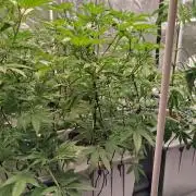 Lemon pound cake x blue star