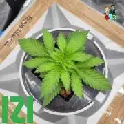 ( IZI Comp )Permanent Bluez RDWC