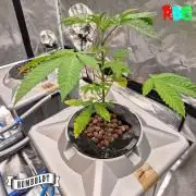 Gazzurple RDWC