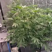Alien Bubba RDWC