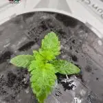 LA Punch ( ROUND 3 )