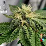 RDWC GRAPE OG 1st photo grow