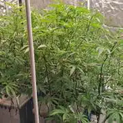 Lemon pound cake x blue star