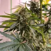 Purple diesel