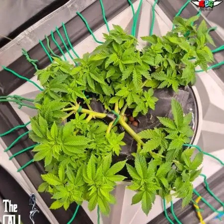 GRAPE OG ( Round 3 )