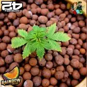 Rainbow Melon ( RDWC )