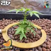 Rainbow Melon ( RDWC )