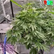 Alien Bubba RDWC