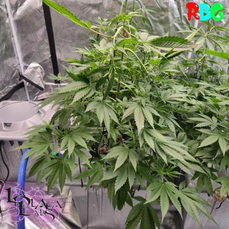 Alien Bubba RDWC