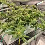 RDWC LA Punch 1st photo grow