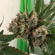 Purple diesel